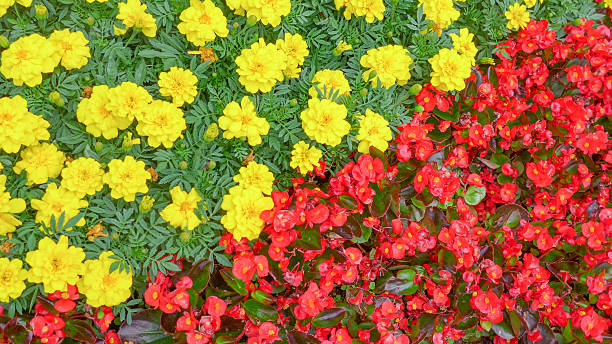 istock yellow and red flowers , nature background 627199412