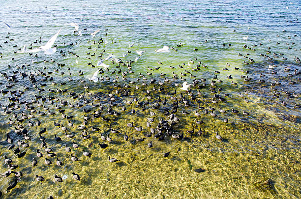 Eurasian coot. Istanbul Turkey. Eurasian coot and seagulls seen in Kucukcekmece Lake. Turkish is called Sakarmeke. The Eurasian coot (Fulica atra), also known as coot, is a member of the rail and crake bird family, the Rallidae. The scientific name is from Latin; Fulica is \