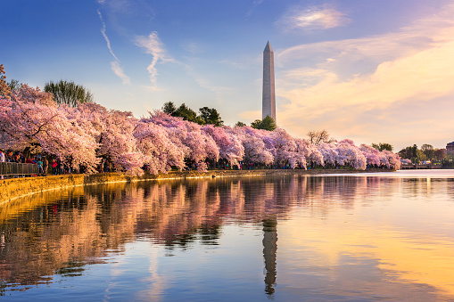 La primavera en Washington DC photo