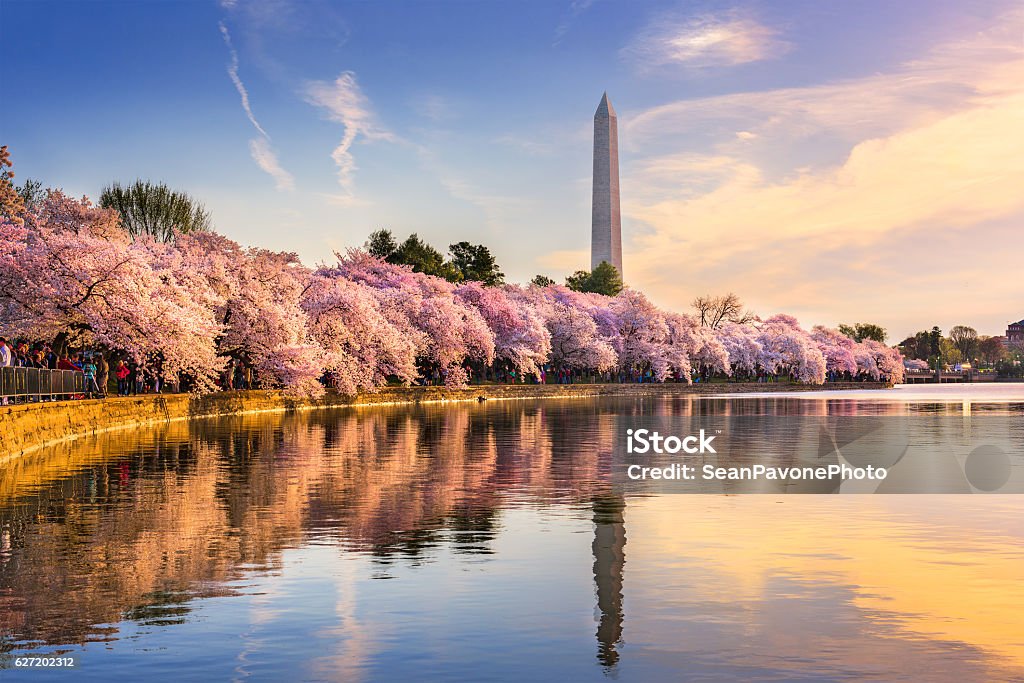 Washington DC in Spring Washington DC, USA at the tidal basin with Washington Monument in spring season. Washington DC Stock Photo