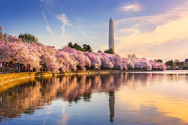 Washington DC in Spring Washington DC, USA at the tidal basin with Washington Monument in spring season. tidal basin panorama stock pictures, royalty-free photos & images