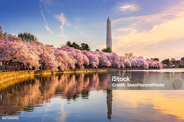 Washington Dc In Spring Stock Photo - Download Image Now - Washington DC, Cherry Blossom, Urban Skyline