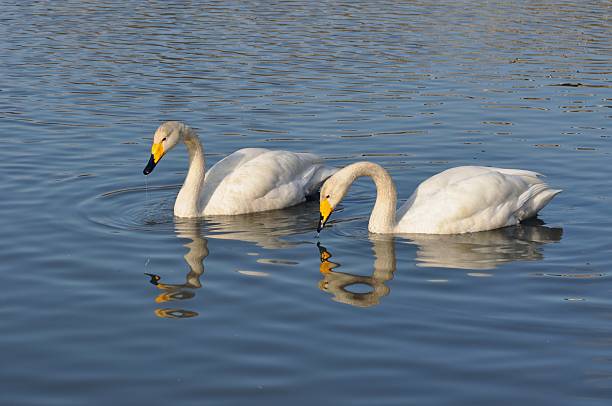 istock Swan in the lake 627202434