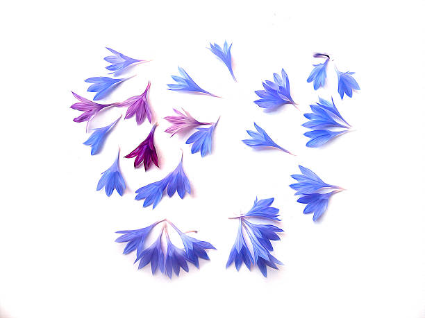 istock photo manipulation oil paint blue cornflower  isolated 627202980