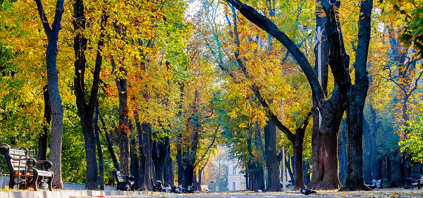Colorful autumn park in sunny day