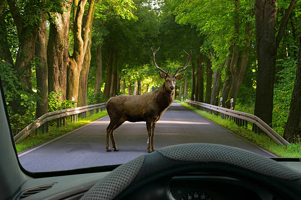 istock animal crossing - car windshield view to deer on street 627209944
