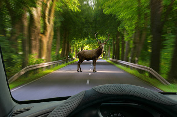 istock animal crossing - car windshield view to deer on street 627209982