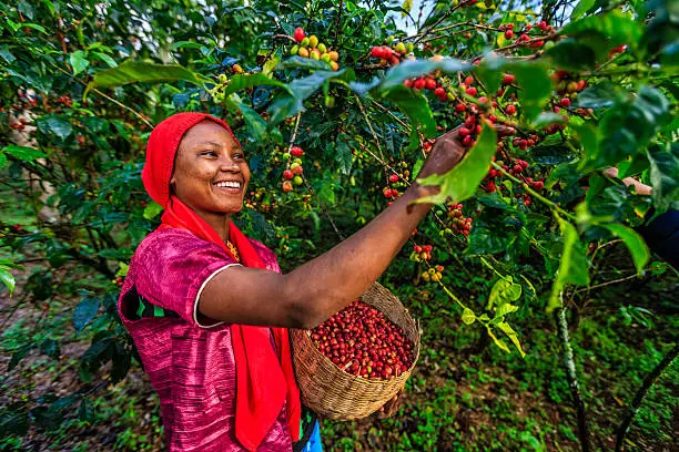 Young African woman collecting coffee berries from a coffee plant, Ethiopia, Africa. There are several species of Coffea - the coffee plant. The finest quality of Coffea being Arabica, which originated in the highlands of Ethiopia. Arabica represents almost 60% of the world’s coffee production..