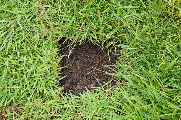 istock Green Grass and hole of brown Soil 627211020