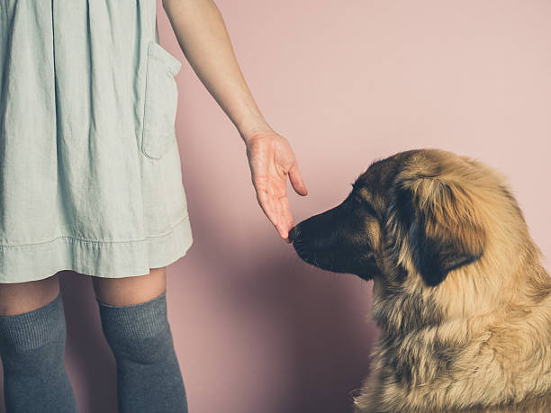Big dog smelling hand of woman stock photo