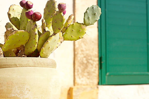 Sicily style: Small prickly pear cactus plant with red fruit in a rustic clay pot and a green door with  copy space. Shot in Sicily, Italy.