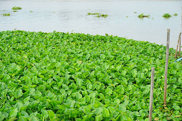 istock Water Hyacinth many green in Chao Phraya River 627219714