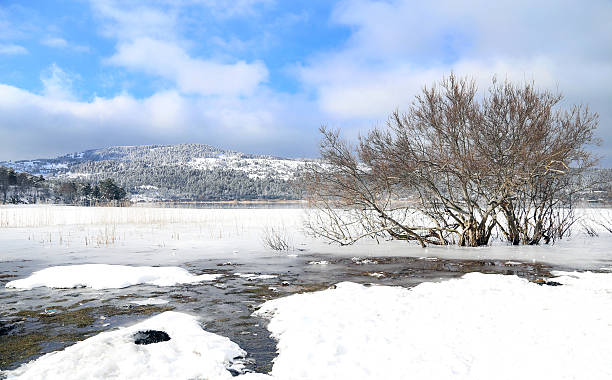 istock tree in an icy lake in winter 627220158