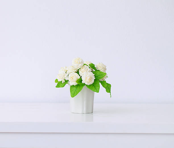 istock the artificial jasmine flower in the pot at table. 627224828