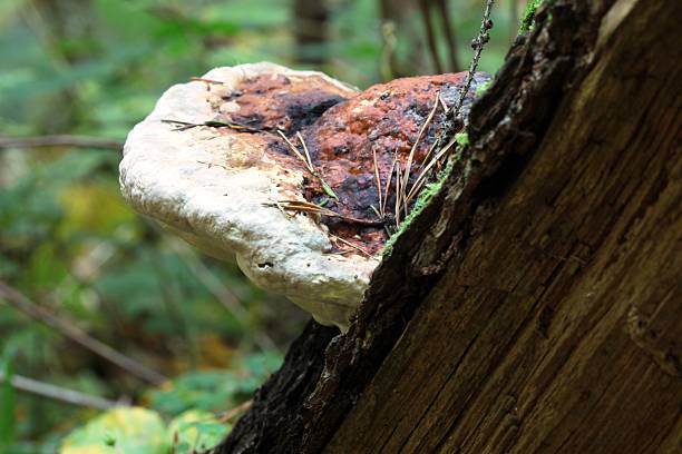 istock Big bracket fungus on the pine tree. 627224894
