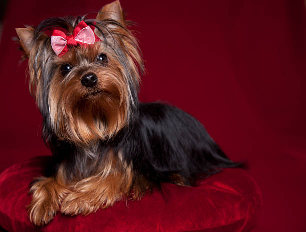 istock Yorkshire terrier on deep red background and pillow 627225206