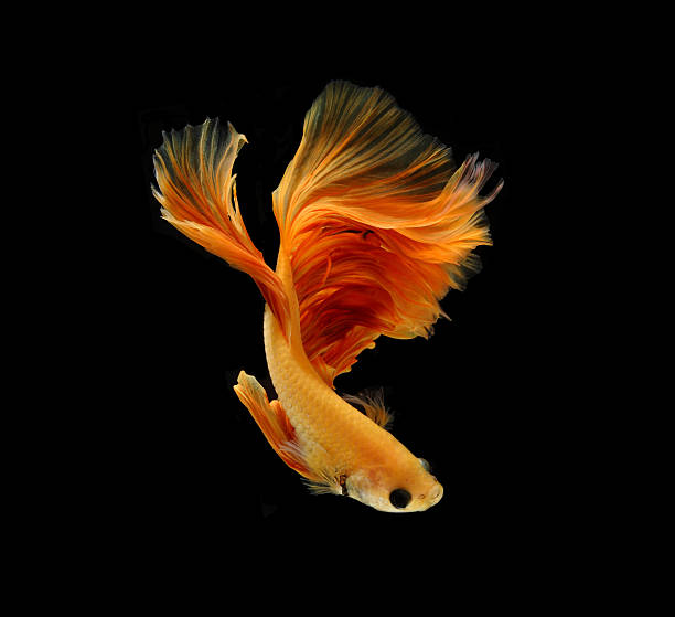 istock Orange siamese fighting fish isolated on black background. 627225544