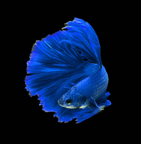 istock Blue dragon siamese fighting fish, betta fish isolated 627226158