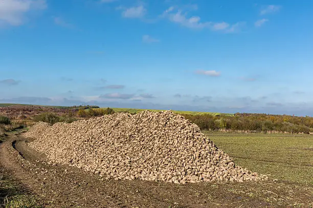 sugar beet heap on autumn field