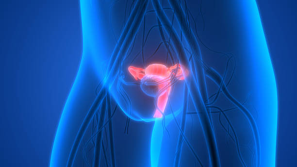 istock Female Reproductive System with nervous system and urinary bladder 627227840