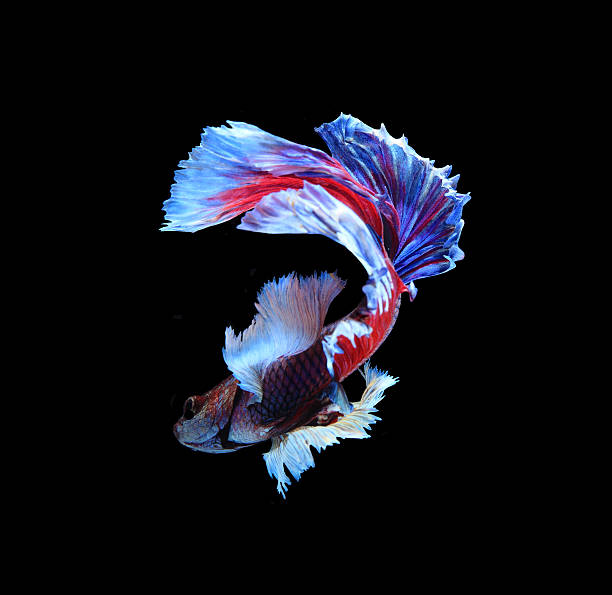 istock Red and blue siamese fighting fish, betta fish isolated 627228116