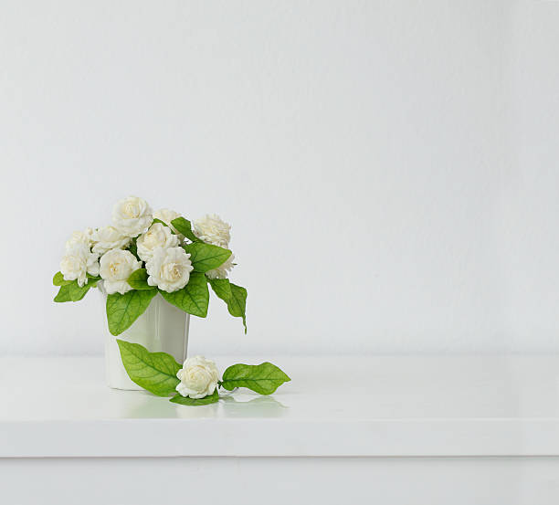 istock the artificial jasmine flower in the pot at the table 627229386