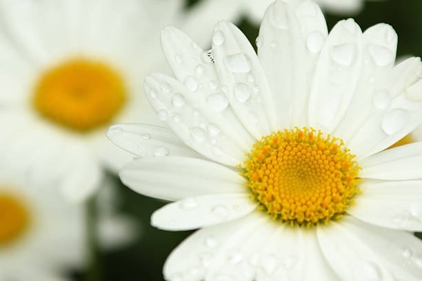 istock White Daisy, yellow center. Flower with water drops. 627230168