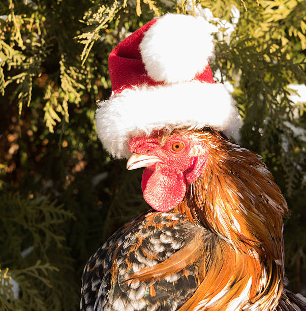 istock cock in Santa hat new in 2017 627231390