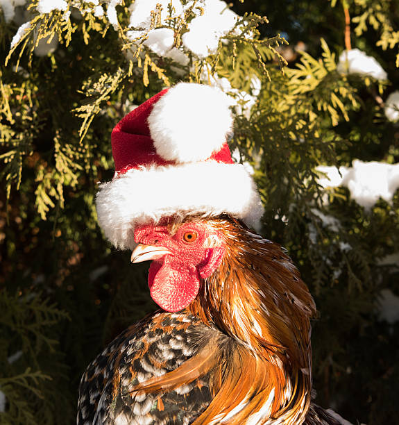 istock cock in Santa hat new in 2017 627231436