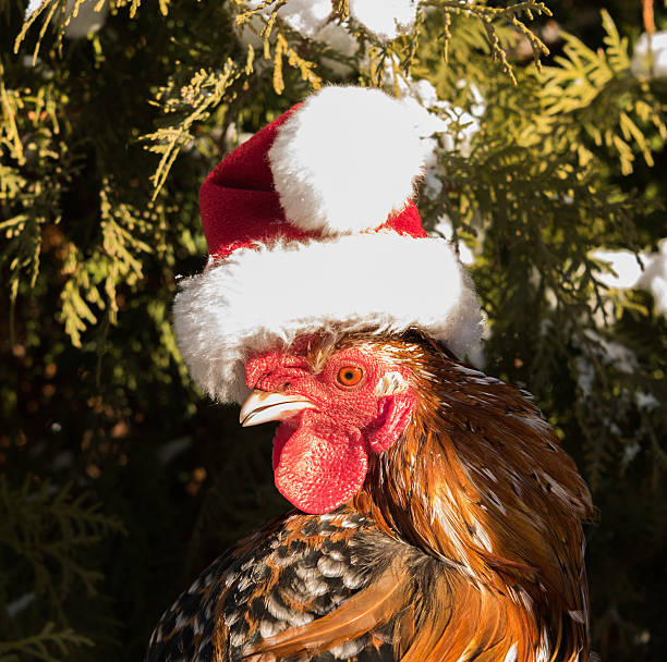 istock cock in Santa hat new in 2017 627231470