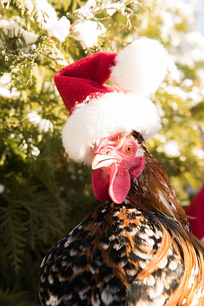 istock cock in Santa hat new in 2017 627231620