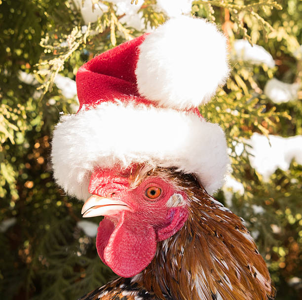 istock cock in Santa hat new in 2017 627231754