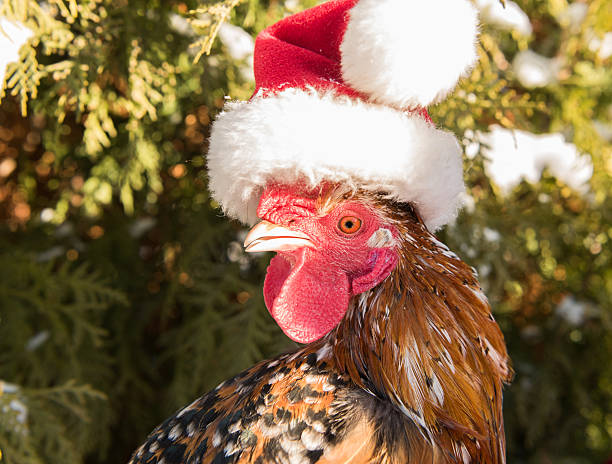 istock cock in Santa hat new in 2017 627231856