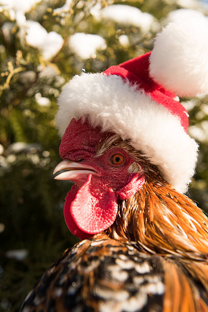 istock cock in Santa hat new in 2017 627232246