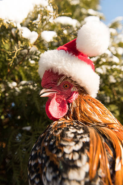 istock cock in Santa hat new in 2017 627232358
