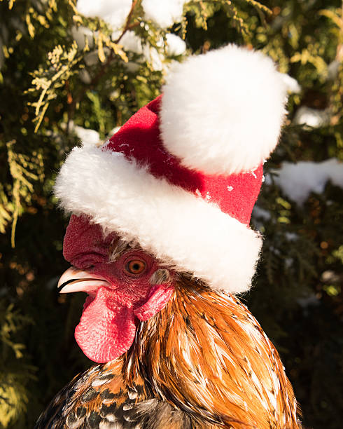 istock cock in Santa hat new in 2017 627232500