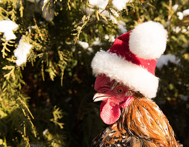 istock cock in Santa hat new in 2017 627232640