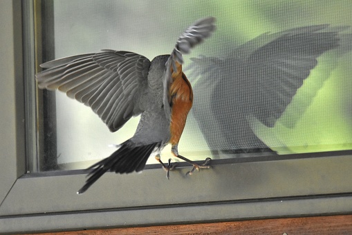 a Robin attacks his own reflection in a window of a house in Big Sky, Montana