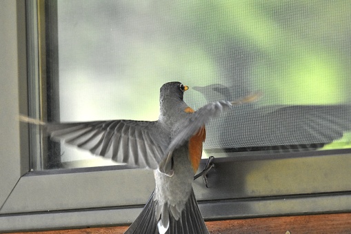 a Robin attacks it's own reflection in a window of a house in Big Sky, Montana