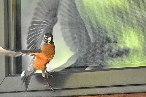 Mad Robin a Robin attacks it's own reflection in a window of a house in Big Sky, Montana big sky ski resort stock pictures, royalty-free photos & images