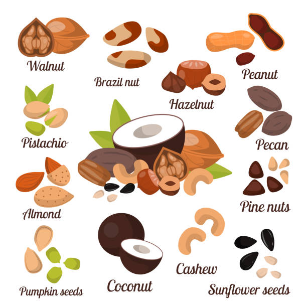 verschiedene nüsse vektor-sammlung - walnut nut nutshell peanut stock-grafiken, -clipart, -cartoons und -symbole