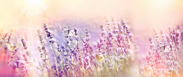 istock Lavender garden and white butterflies 627247736