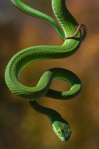 Vogel's Pit Viper Dangling From Branch