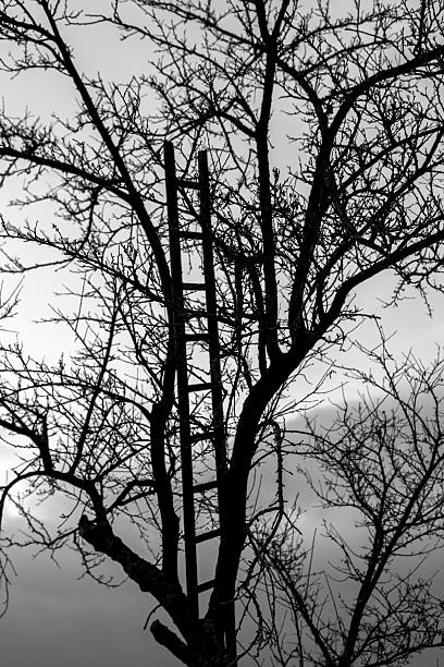 istock Wooden ladder black and white 627249412