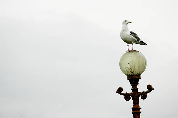 istock seabird on the lantern in Korea South. 627249632