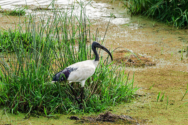 istock Isimangaliso wetland, south Africa 627249644