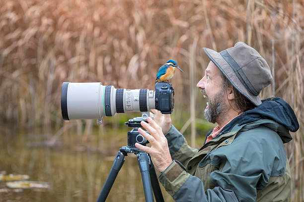 clumsy nature photographer with kingfisher on the camera - funny bird imagens e fotografias de stock