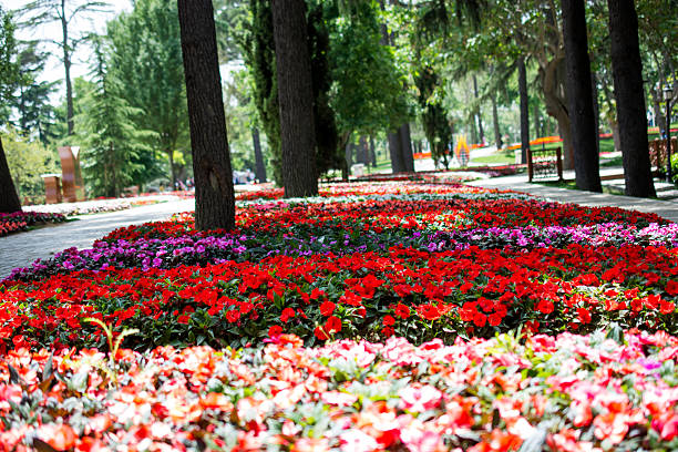 Field covered with beautiful flowers in summer time