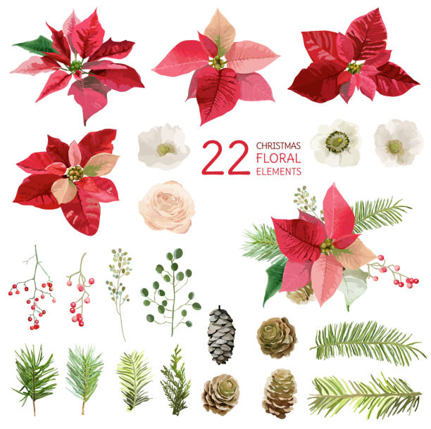 ポインセチアの花とクリスマスの花の要素 - 水彩画で - ポインセチア点のイラスト素材／クリップアート素材／マンガ素材／アイコン素材