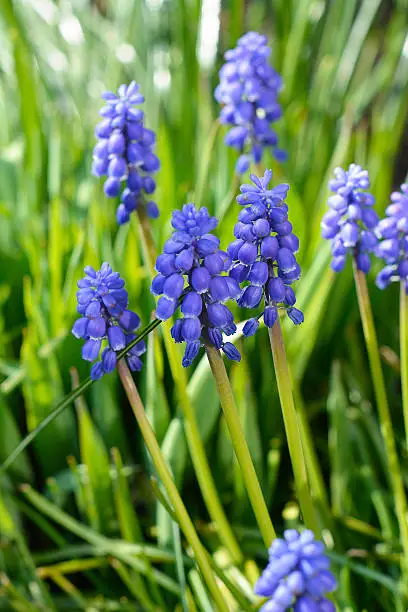 Background of Muscari botryoides blue grapes hyacint in the spring garden
